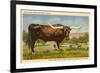 Longhorn Steer, Rockdale, Texas-null-Framed Art Print