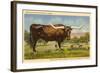 Longhorn Steer, Rockdale, Texas-null-Framed Art Print