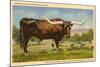 Longhorn Steer, Rockdale, Texas-null-Mounted Art Print