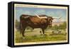 Longhorn Steer, Rockdale, Texas-null-Framed Stretched Canvas