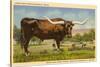 Longhorn Steer, Rockdale, Texas-null-Stretched Canvas