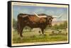 Longhorn Steer, Rockdale, Texas-null-Framed Stretched Canvas