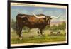 Longhorn Steer, Rockdale, Texas-null-Framed Art Print