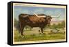 Longhorn Steer, Rockdale, Texas-null-Framed Stretched Canvas