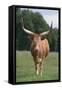 Longhorn Watusi Mix-DLILLC-Framed Stretched Canvas