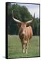 Longhorn Watusi Mix-DLILLC-Framed Stretched Canvas