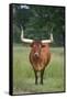 Longhorn Watusi Mix-DLILLC-Framed Stretched Canvas