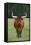 Longhorn Watusi Mix-DLILLC-Framed Stretched Canvas