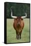 Longhorn Watusi Mix-DLILLC-Framed Stretched Canvas