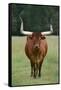 Longhorn Watusi Mix-DLILLC-Framed Stretched Canvas