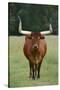 Longhorn Watusi Mix-DLILLC-Stretched Canvas