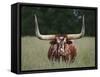 Longhorn Watusi Mix-DLILLC-Framed Stretched Canvas