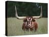 Longhorn Watusi Mix-DLILLC-Stretched Canvas