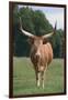 Longhorn Watusi Mix-DLILLC-Framed Photographic Print