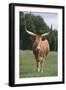 Longhorn Watusi Mix-DLILLC-Framed Photographic Print