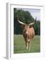 Longhorn Watusi Mix-DLILLC-Framed Photographic Print