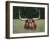 Longhorn Watusi Mix-DLILLC-Framed Photographic Print