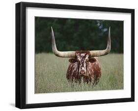 Longhorn Watusi Mix-DLILLC-Framed Photographic Print