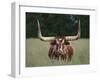 Longhorn Watusi Mix-DLILLC-Framed Photographic Print