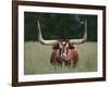 Longhorn Watusi Mix-DLILLC-Framed Photographic Print