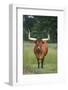 Longhorn Watusi Mix-DLILLC-Framed Photographic Print