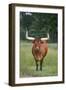 Longhorn Watusi Mix-DLILLC-Framed Photographic Print