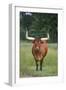 Longhorn Watusi Mix-DLILLC-Framed Photographic Print