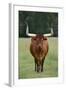 Longhorn Watusi Mix-DLILLC-Framed Photographic Print