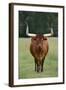 Longhorn Watusi Mix-DLILLC-Framed Photographic Print