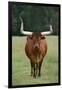 Longhorn Watusi Mix-DLILLC-Framed Photographic Print