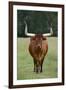 Longhorn Watusi Mix-DLILLC-Framed Photographic Print