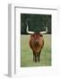 Longhorn Watusi Mix-DLILLC-Framed Photographic Print