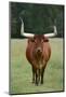 Longhorn Watusi Mix-DLILLC-Mounted Photographic Print