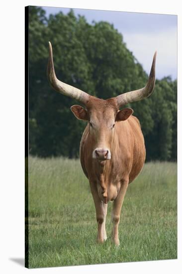 Longhorn Watusi Mix-DLILLC-Stretched Canvas