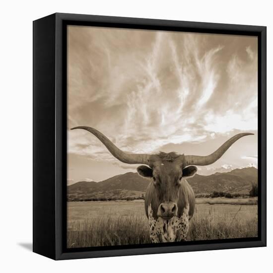 Longhorn-THE Studio-Framed Stretched Canvas