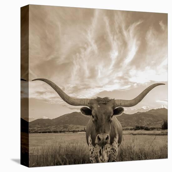 Longhorn-THE Studio-Stretched Canvas