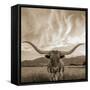 Longhorn-THE Studio-Framed Stretched Canvas