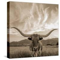 Longhorn-THE Studio-Stretched Canvas