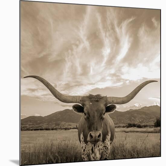 Longhorn-THE Studio-Mounted Giclee Print