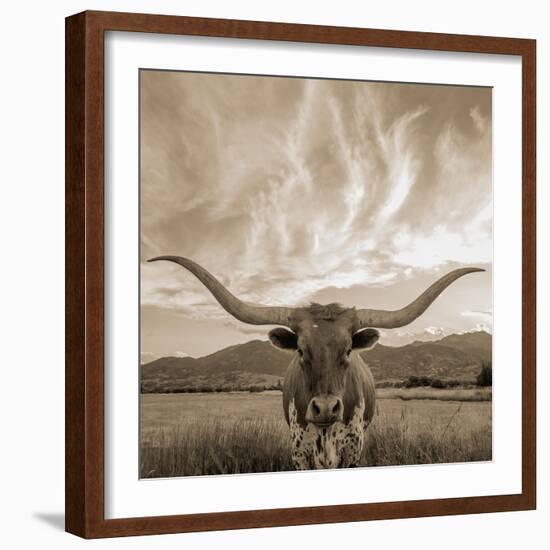 Longhorn-THE Studio-Framed Giclee Print