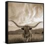 Longhorn-THE Studio-Framed Stretched Canvas