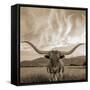 Longhorn-THE Studio-Framed Stretched Canvas