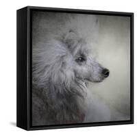 Longing Silver Standard Poodle-Jai Johnson-Framed Stretched Canvas