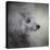 Longing Silver Standard Poodle-Jai Johnson-Stretched Canvas