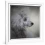 Longing Silver Standard Poodle-Jai Johnson-Framed Giclee Print