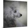 Longing Silver Standard Poodle-Jai Johnson-Mounted Giclee Print