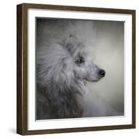 Longing Silver Standard Poodle-Jai Johnson-Framed Giclee Print