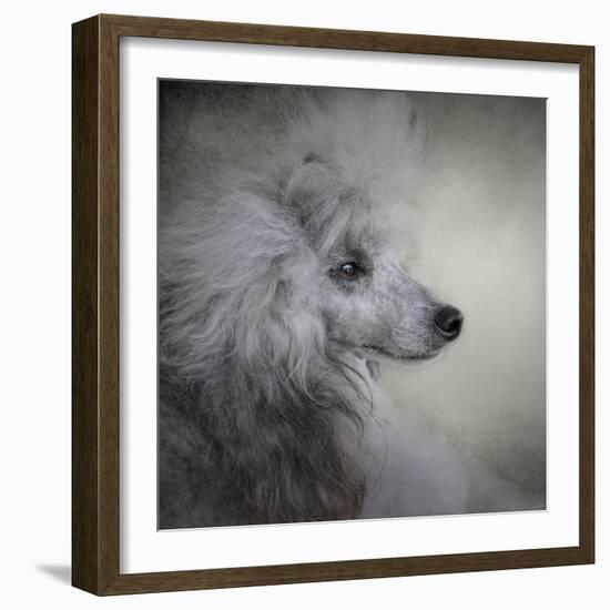 Longing Silver Standard Poodle-Jai Johnson-Framed Giclee Print