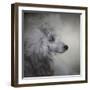 Longing Silver Standard Poodle-Jai Johnson-Framed Giclee Print