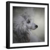 Longing Silver Standard Poodle-Jai Johnson-Framed Giclee Print